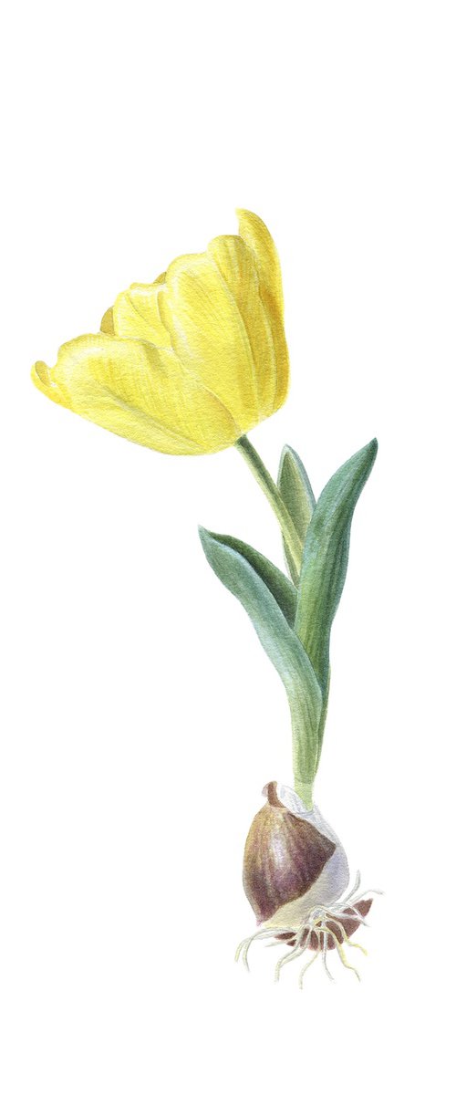 Yellow Tulip by Maryna Vozniuk
