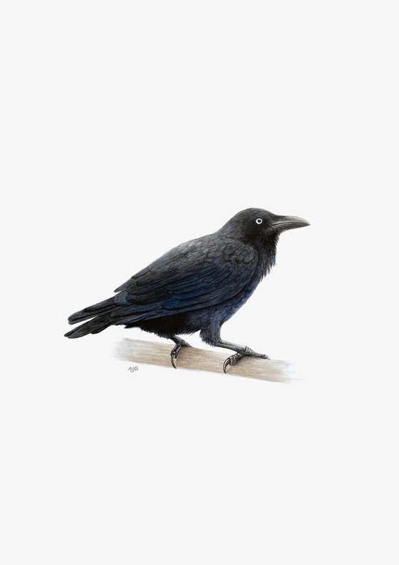 Australian Raven