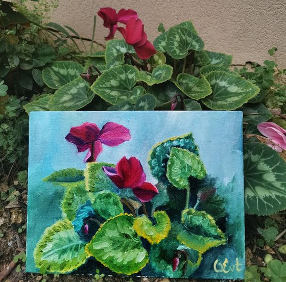 Purple cyclamen