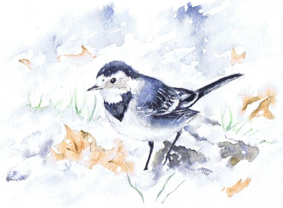 Pied Wagtail in Snow
