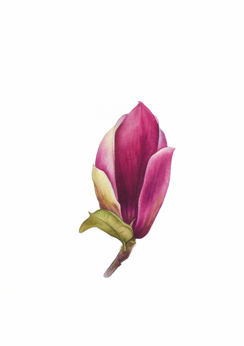 Magnolia blossom. A flower bud. Original watercolor artwork. by Nataliia Kupchyk