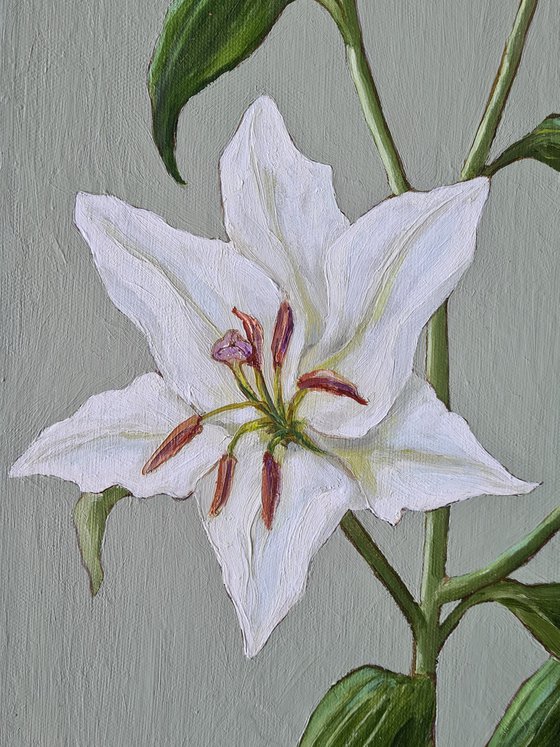 Oriental Lily Study 2