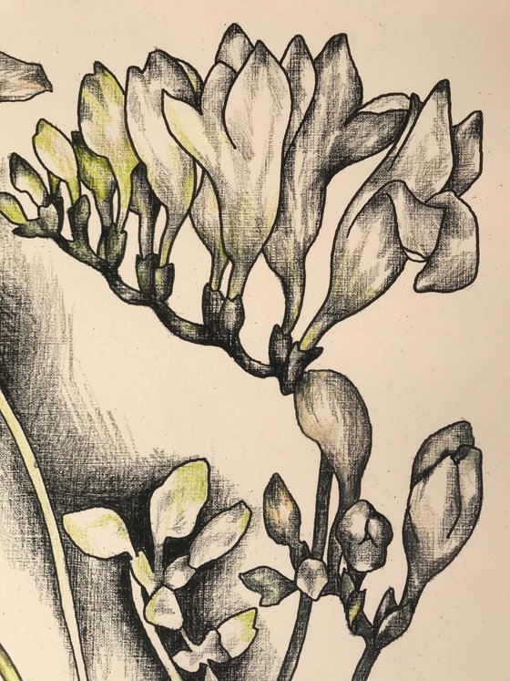 Freesia. one of a kind, original drawing.