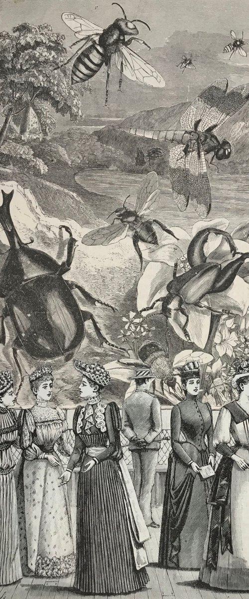 Beetle Zoo by Tudor Evans
