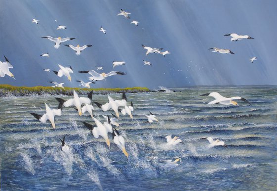 Gannet frenzy