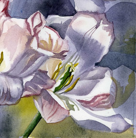 three tulips watercolor floral