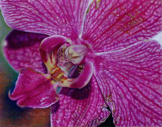 Purple Orchid