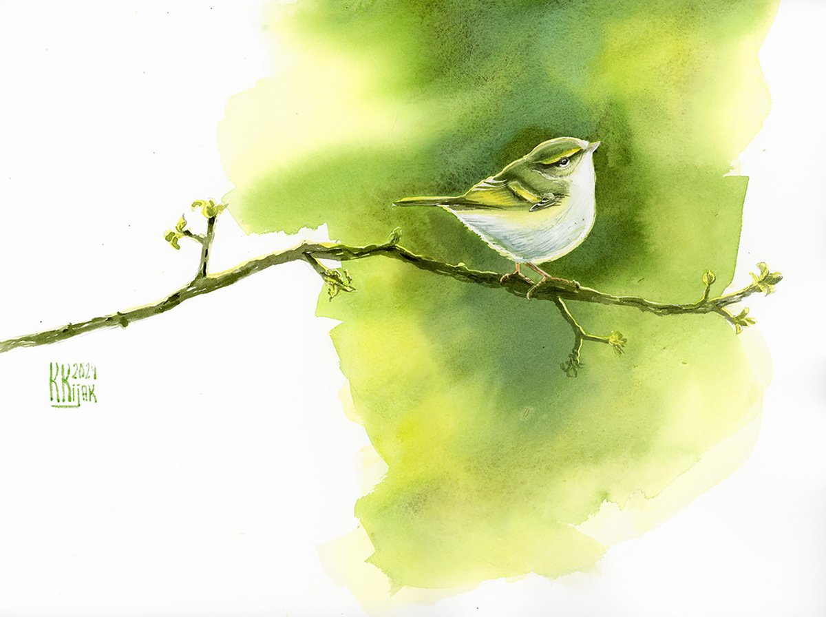 Wood warbler by Karolina Kijak