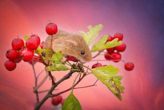 Harvest Mouse Sunset