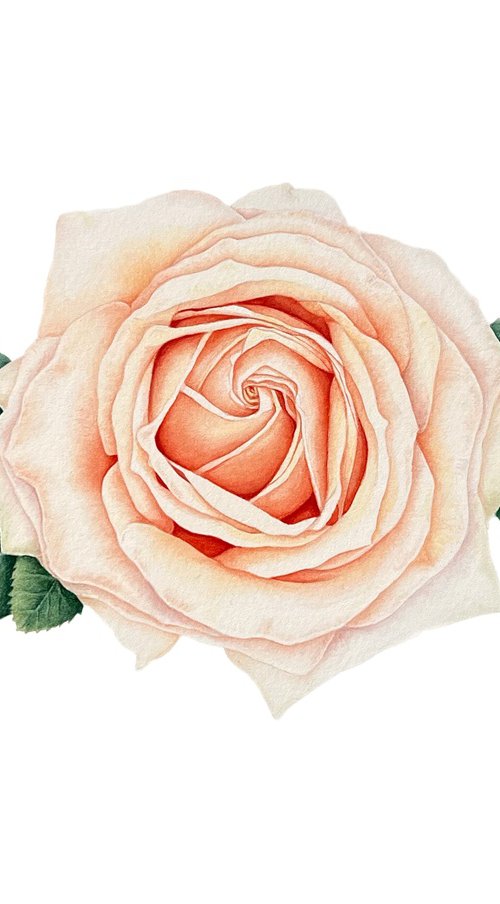 Delicate beige rose by Tetiana Kovalova