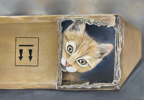 Cat in a box by Maxine Taylor
