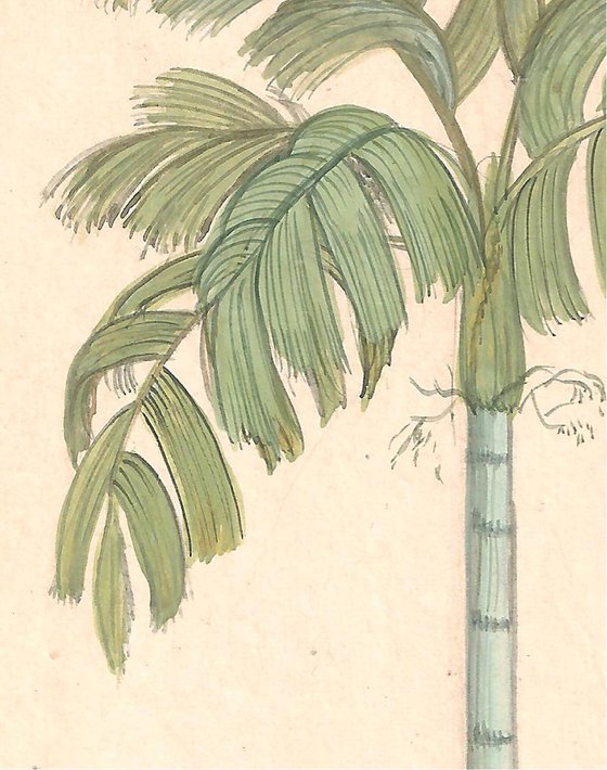 Royal Palm | Indian Miniature