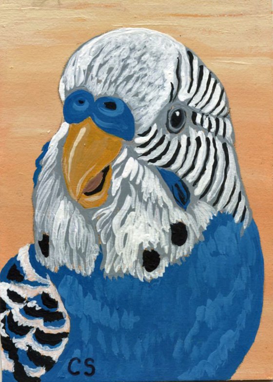 ACEO ATC Original Miniature Painting Budgie Parakeet Parrot Pet Bird Art-Carla Smale