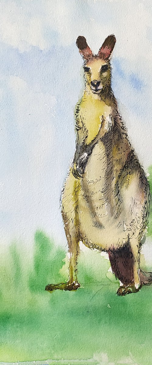 Kangaroo Ink and watercolor by Asha Shenoy