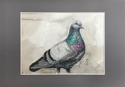 Pigeon (in gray :) by Jolanta Czarnecka