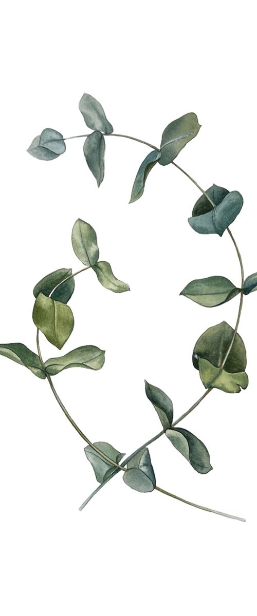 Two eucalyptus branches. by Nataliia Kupchyk