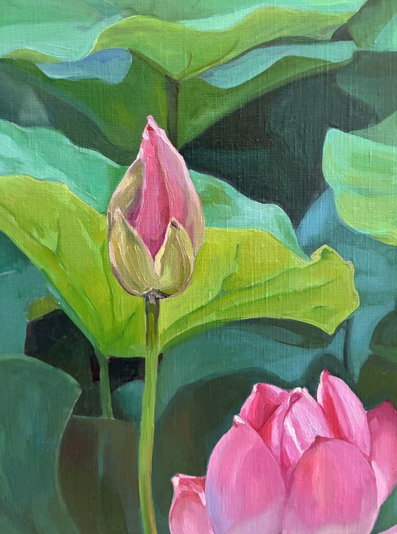 Lotuses. Pond. Time of youth