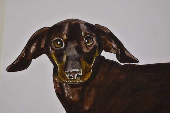 Original Dachshund Portrait
