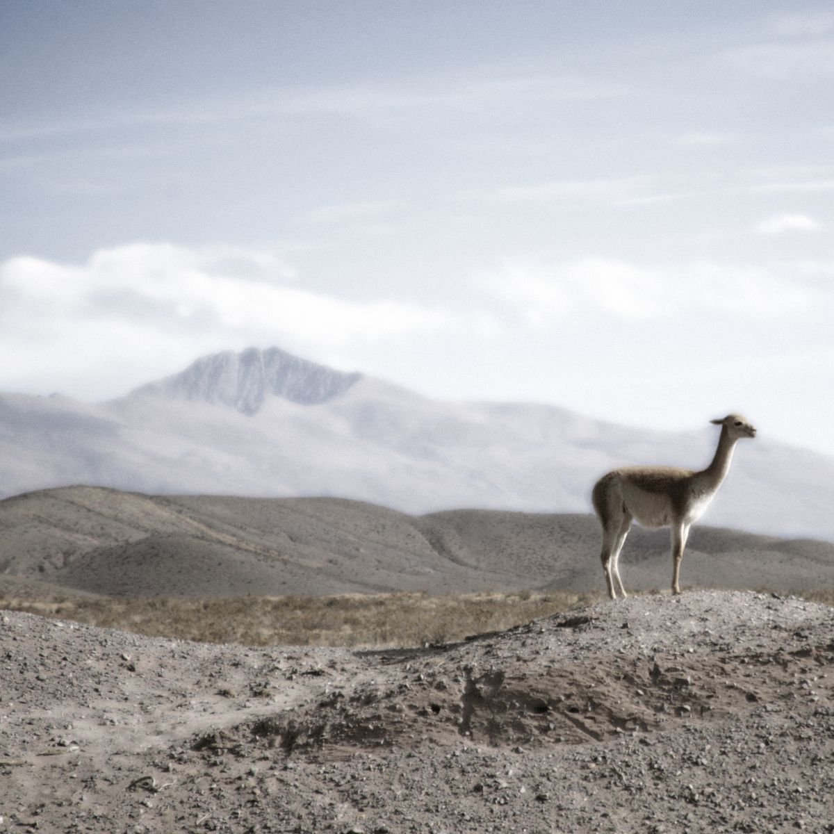 The Lone Llama by Louise O’Gorman
