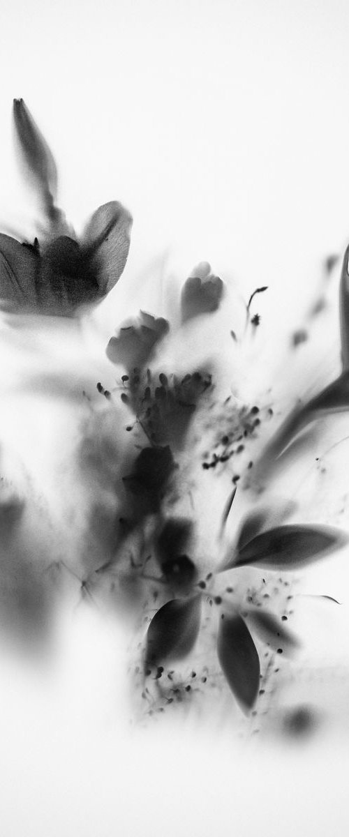 Natural Veil III by Teis Albers