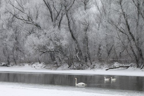 Enchanted wintertime by Sonja  Čvorović