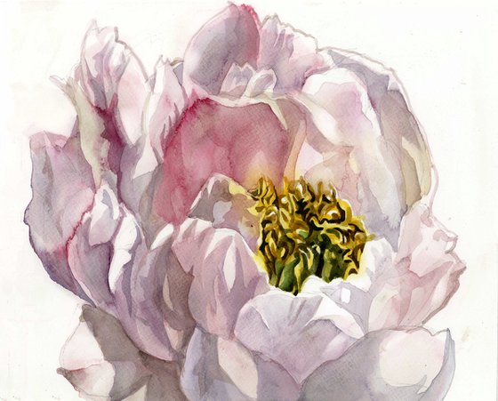 soft pink peony watercolor floral