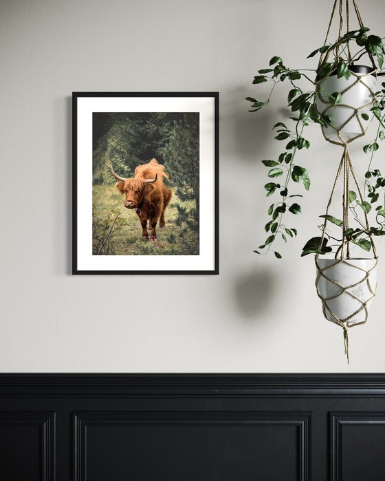 SCOTTISH COW