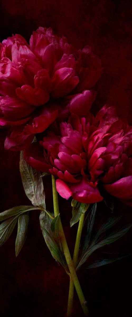 Crimson Peonies by Nadia Culph