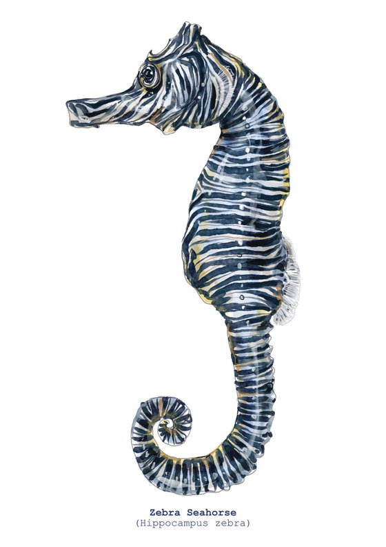 Zebra Seahorse (Hippocampus zebra)