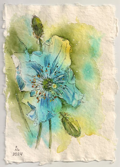 Himalayan blue poppy by Ilona Borodulina