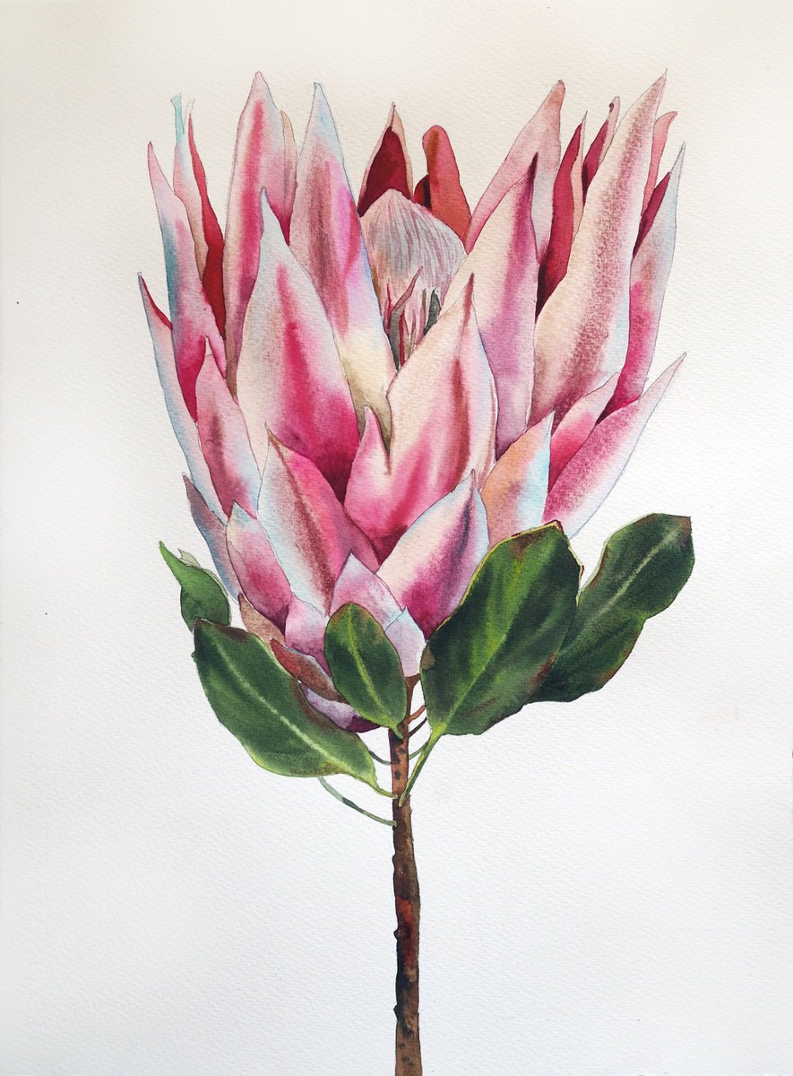 Impressionistic Botanical Watercolour By Delnara El, 11 X 15, Protea, Original Artwork