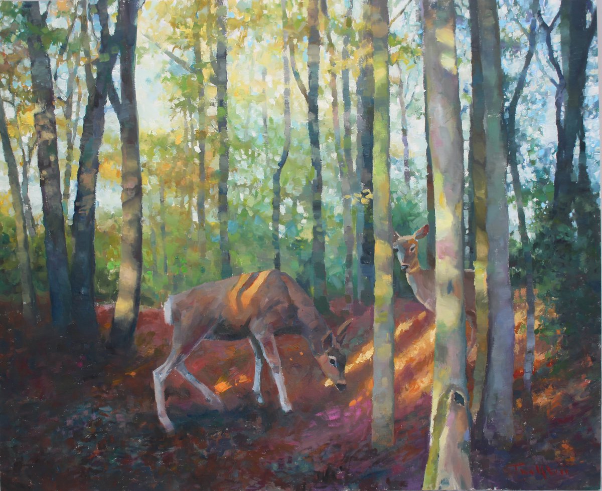 Deer in dappled light by Christian Twelftree