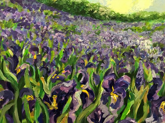 Field of Irises