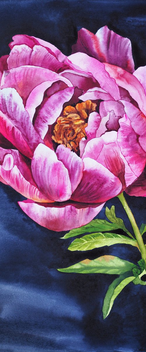 Peony on darkness light by Delnara El