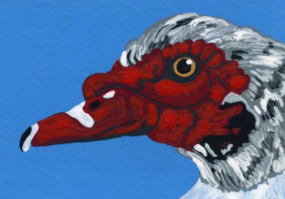 ACEO ATC Original Miniature Painting Muscovy Duck Bird  Farmyard Art-Carla Smale