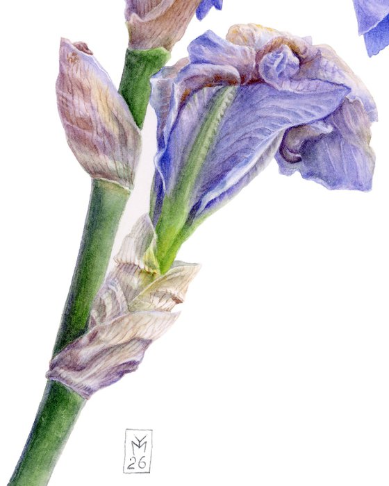 Blue Iris Front View