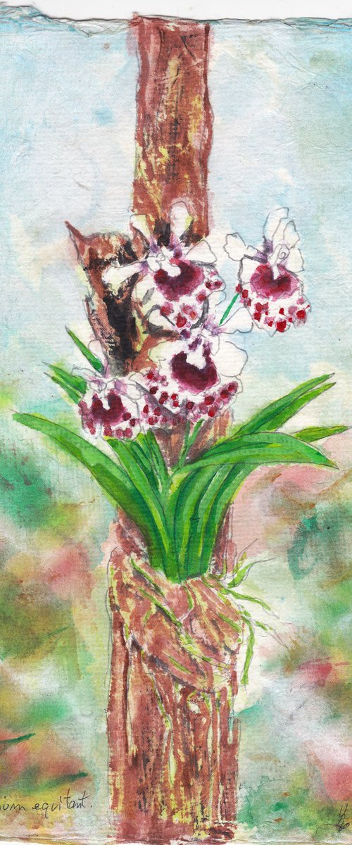 Oncidium equitant red and white by Gordon T.