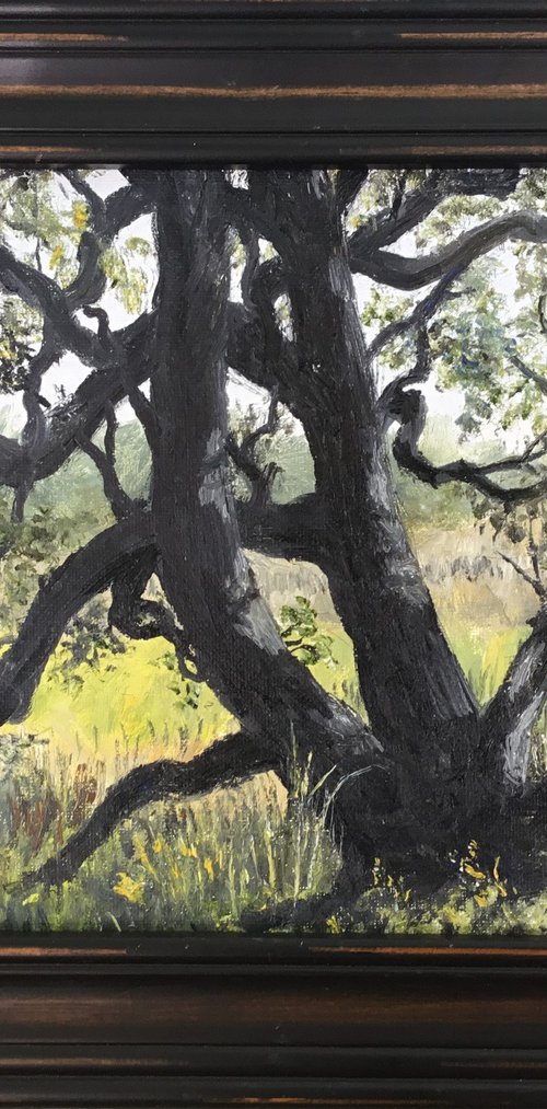 PATRIOT OAK # 2 by Kathleen McDermott