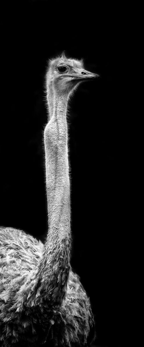 Ostrich by Paul Nash