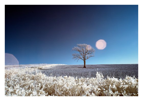 Kithurst Tree