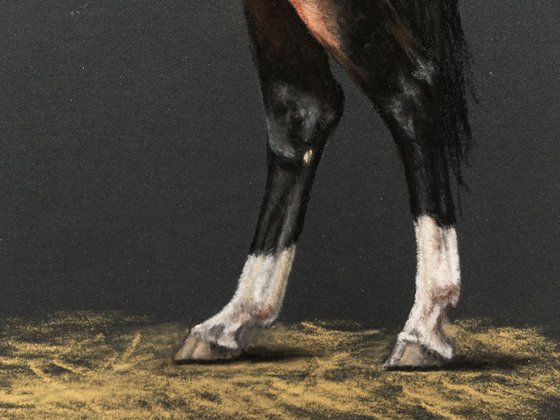 AkhalTeke Stallion