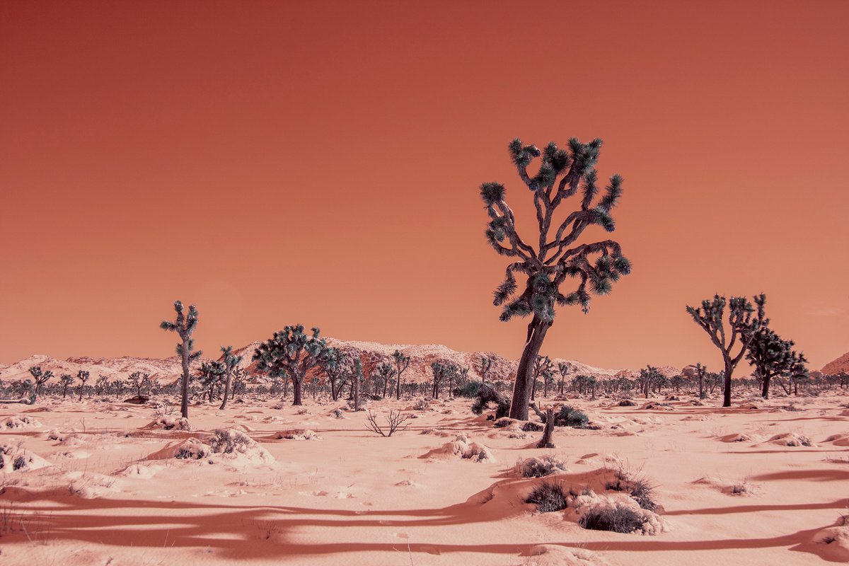 Winter Desert I by Mark Hannah