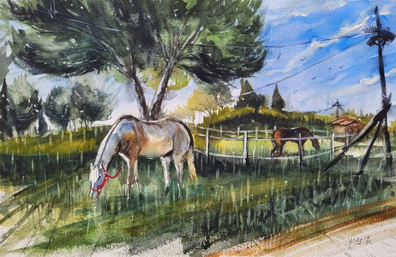 horses on the meadow