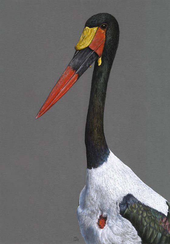 Original pastel drawing bird "Saddle-billed stork"