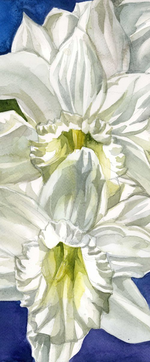 Narcissus in white watercolor floral by Alfred  Ng