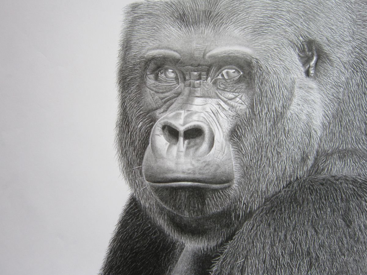 Graphite Gorilla drawing by Barry Gray Artfinder