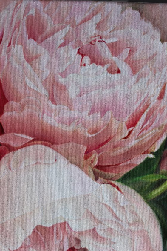 THREE PINK PEONIES