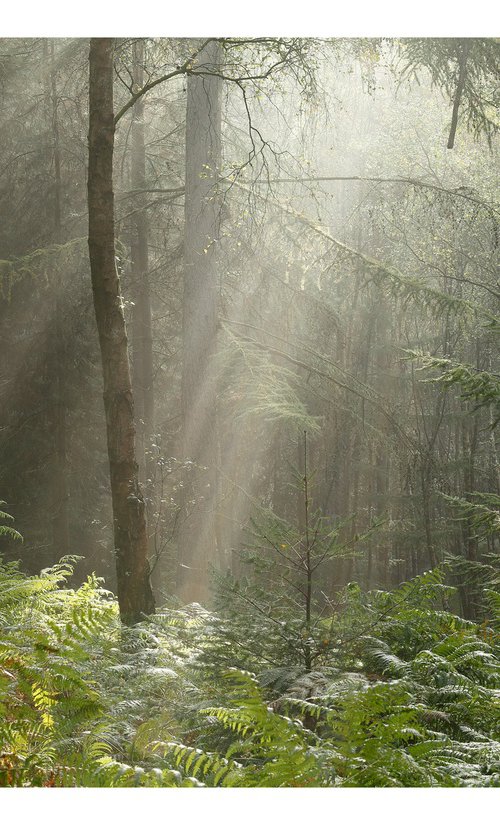 October Forest II by David Baker