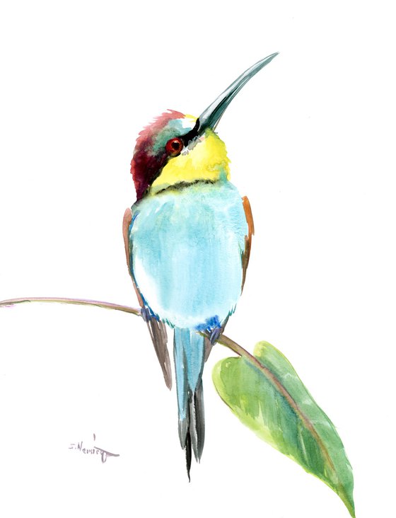 Bee Eater