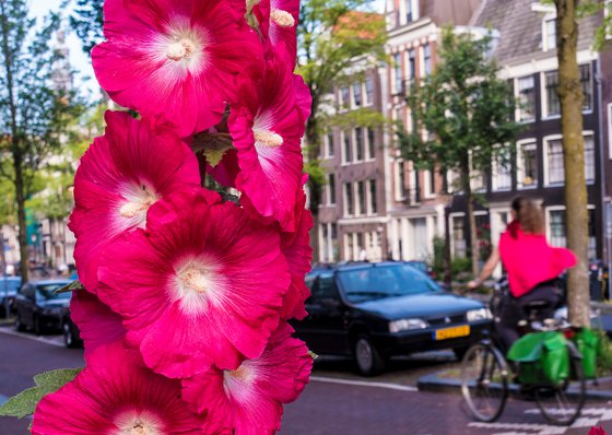 Cycling in Pink Amsterdam 2019 12'X8' 1/20